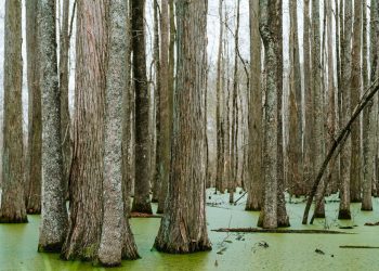 Exploring the South African Lifestyle: Trends, Habits and Expectations