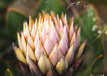 Unveiling South Africa’s Latest Innovation: The Benefits of Technological Advancement