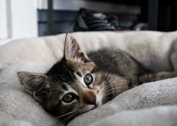 Thriving Businesses in South Africa: Trends to Watch