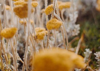 Harnessing the Power of South African Business: Strategies For Success